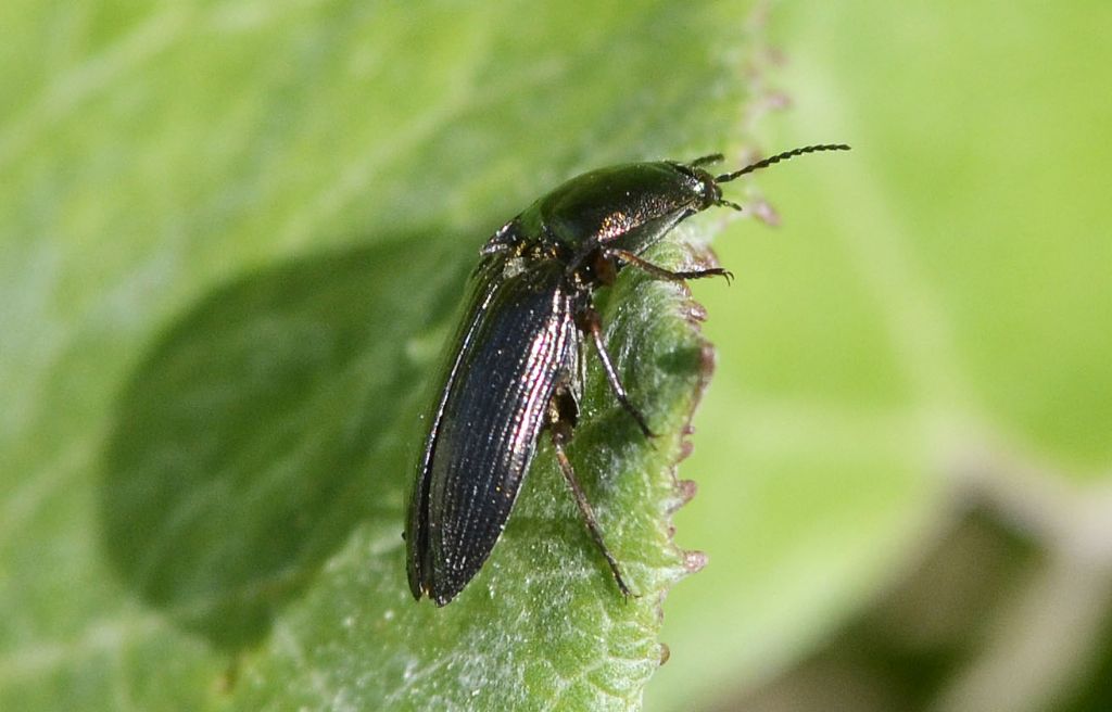 Elateridae:  Selatosomus sp.